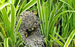 Yellowjacket nest in the grass