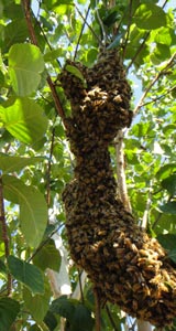 Swarm in Tree