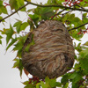 Baldfaced Hornets Nest