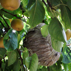 Baldfaced hornets nest