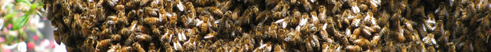 BeeSwarm